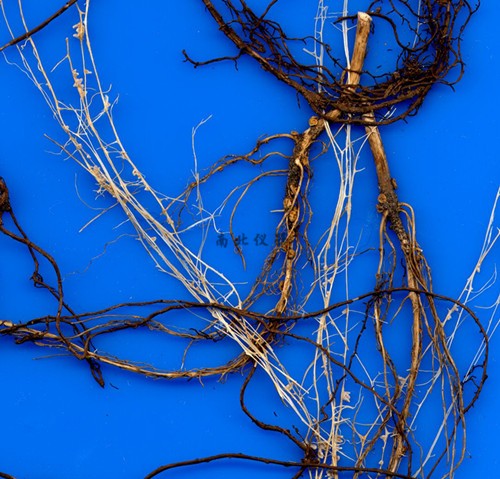 WinRHIZO根系分析系統